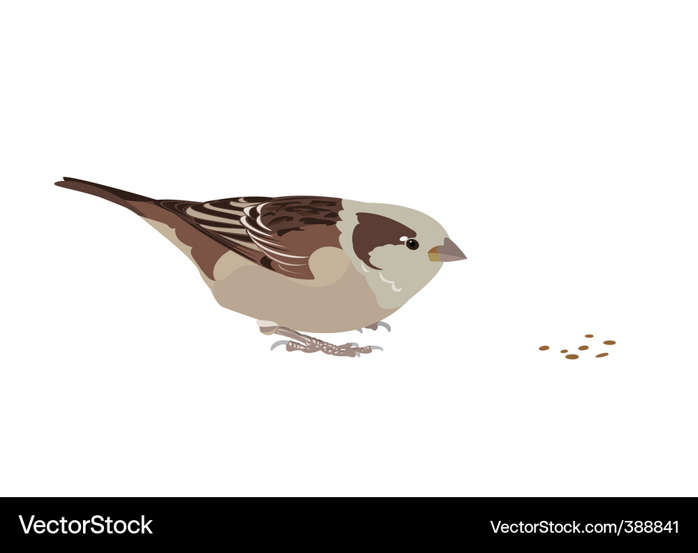 Cute Sparrow Eating Grain Vector Image