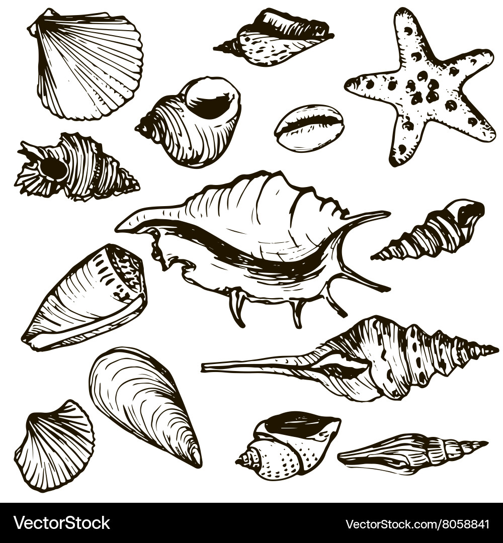 Set of shells vector image