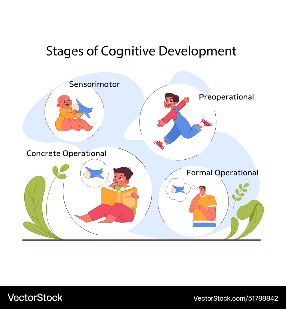 Stages of children cognitive development process Vector Image