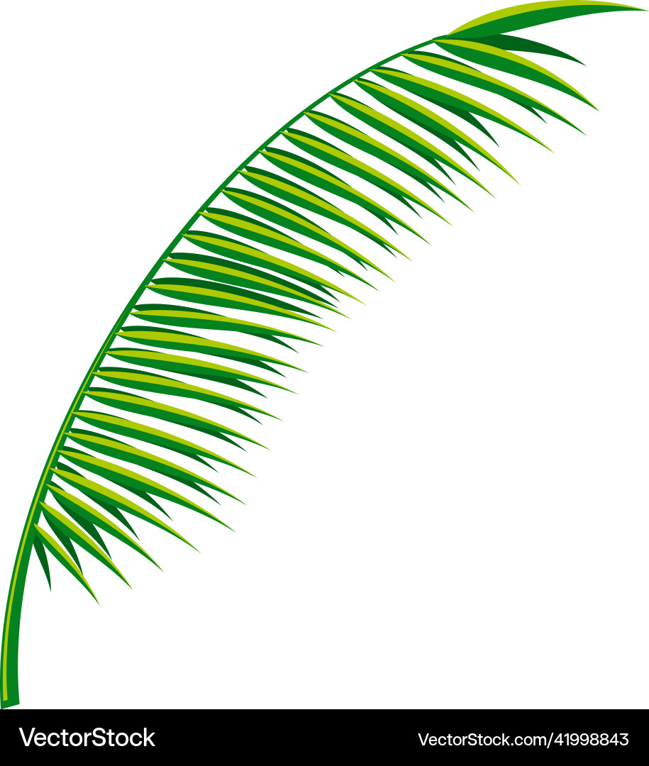 Green palm branch tree foliage realistic plant Green palm branch tree foliage realistic plant vector image