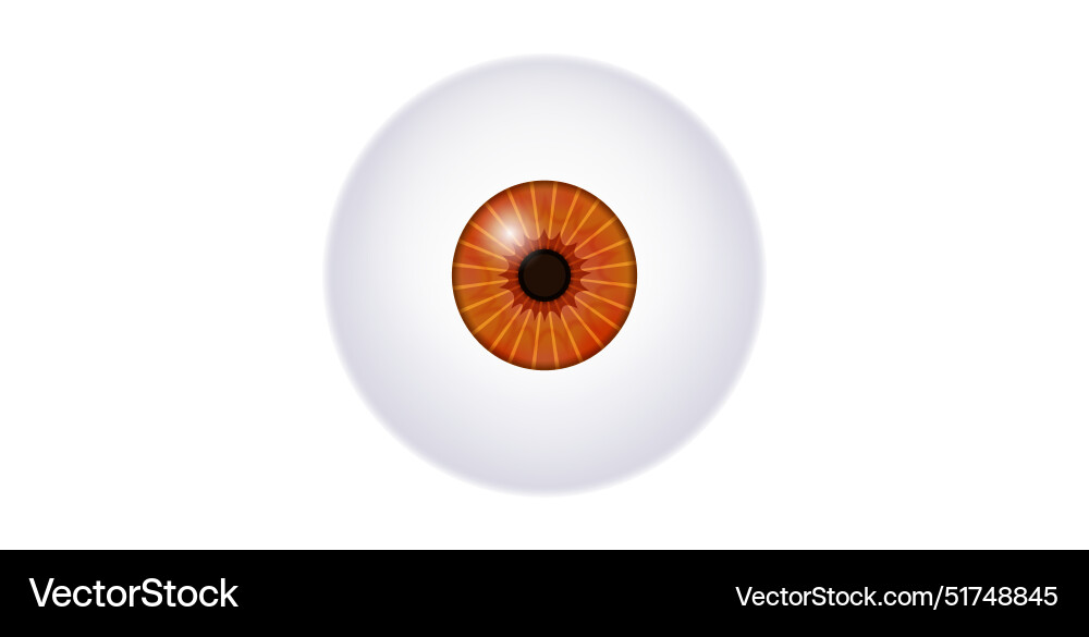 Iris medical poster Royalty Free Vector Image - VectorStock