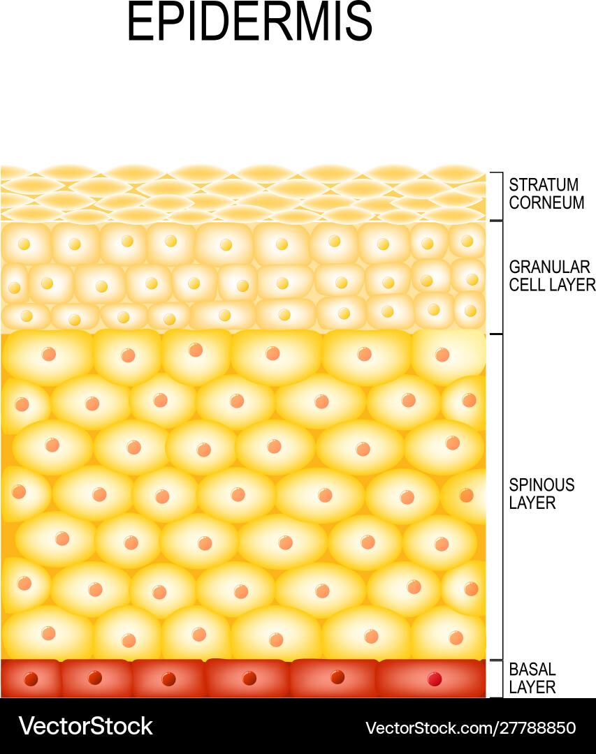 Epidermis Layers and Cell Structure Vector Image