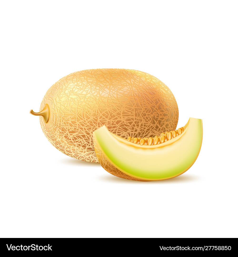 Realistic round fresh melon with slice Realistic round fresh melon with slice vector image