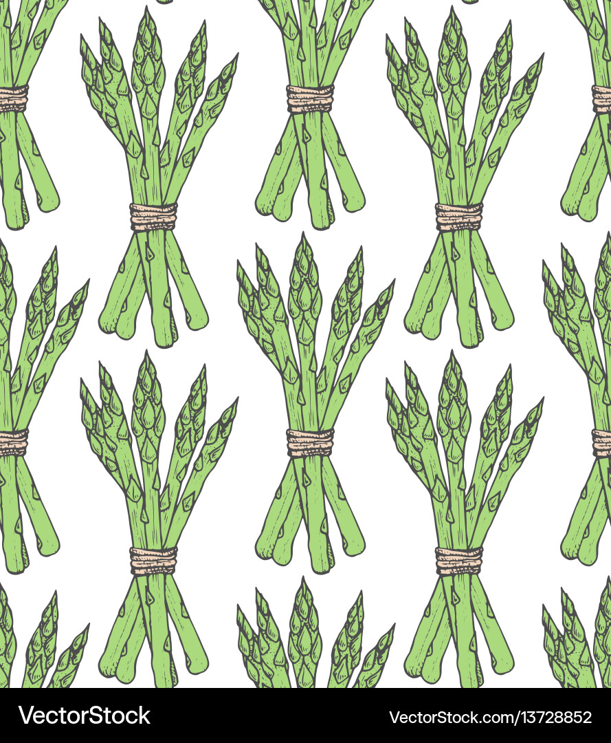 Seamless pattern with sketch style asparagus bunch vector image