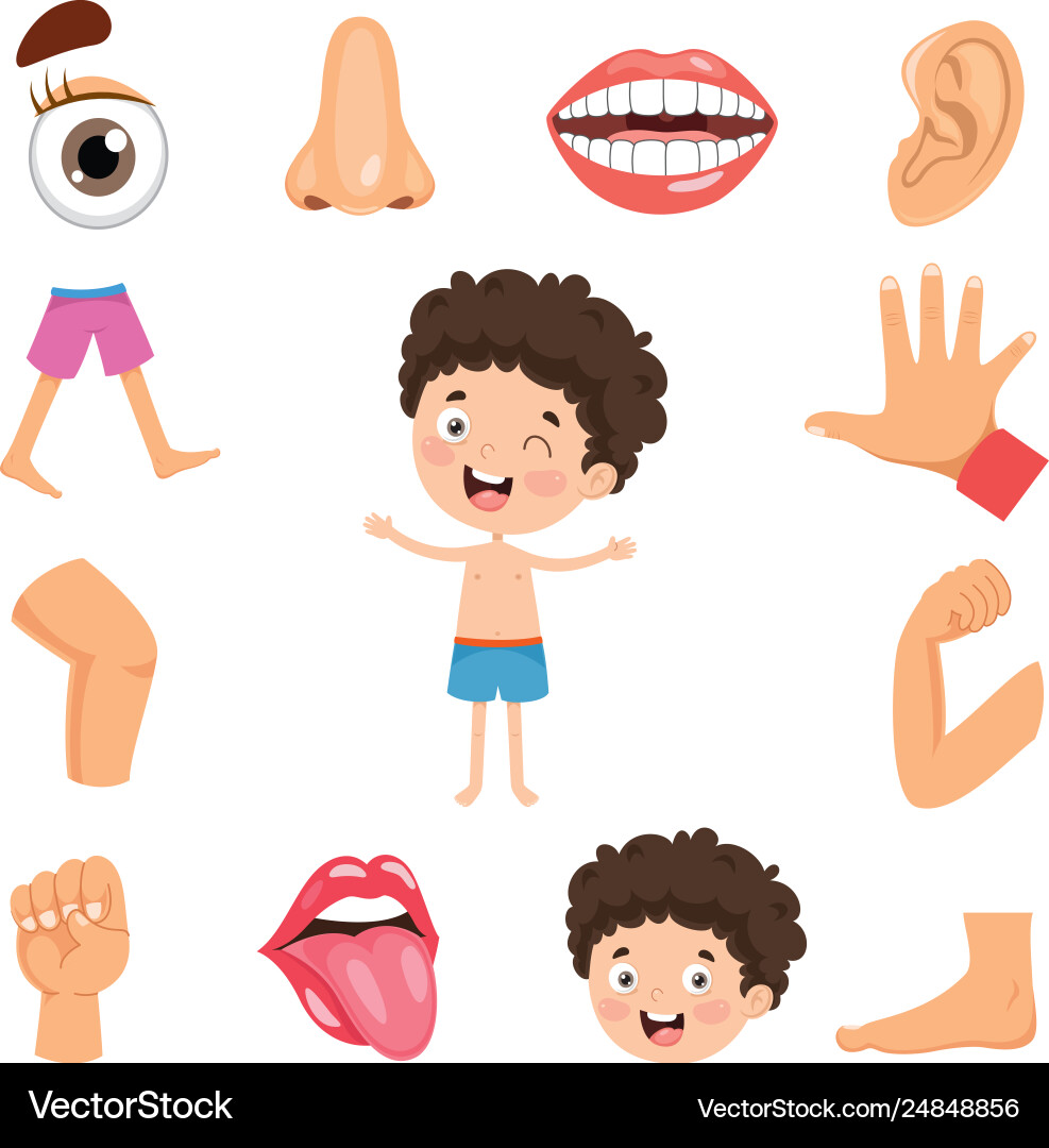 Human Anatomy Set Royalty Free Vector Image - VectorStock