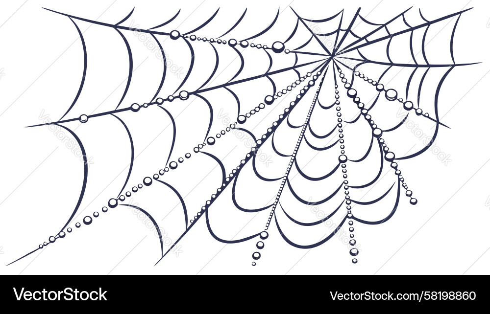 Delicate Spider Web Pattern Vector Image