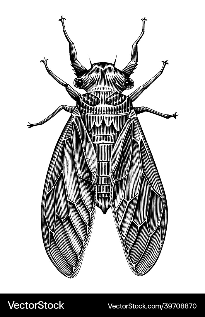 Cicada hand draw vintage engraving style black Vector Image
