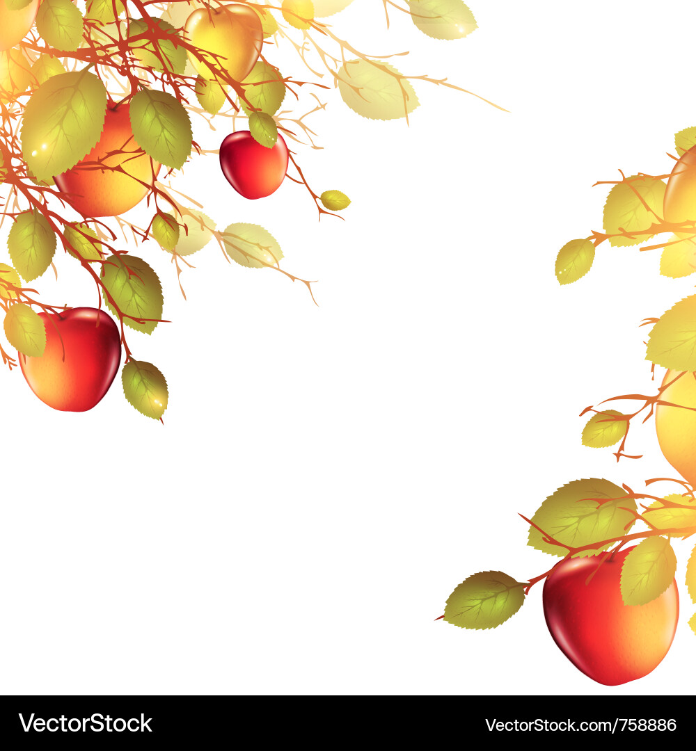 Apple Tree Branch with Red Apples vector image