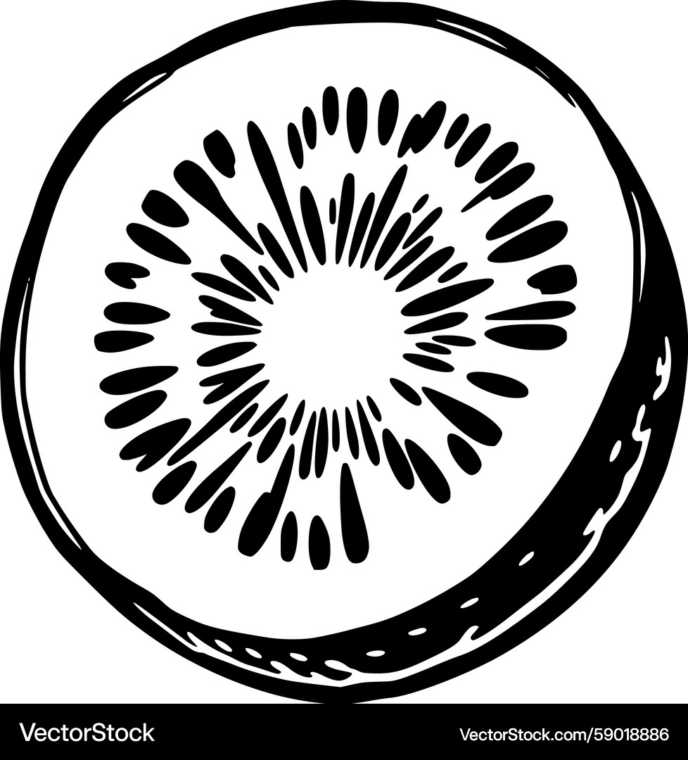 Kiwi slice hand drawn – Royalty-Free Vector | VectorStock, image size:978x1080