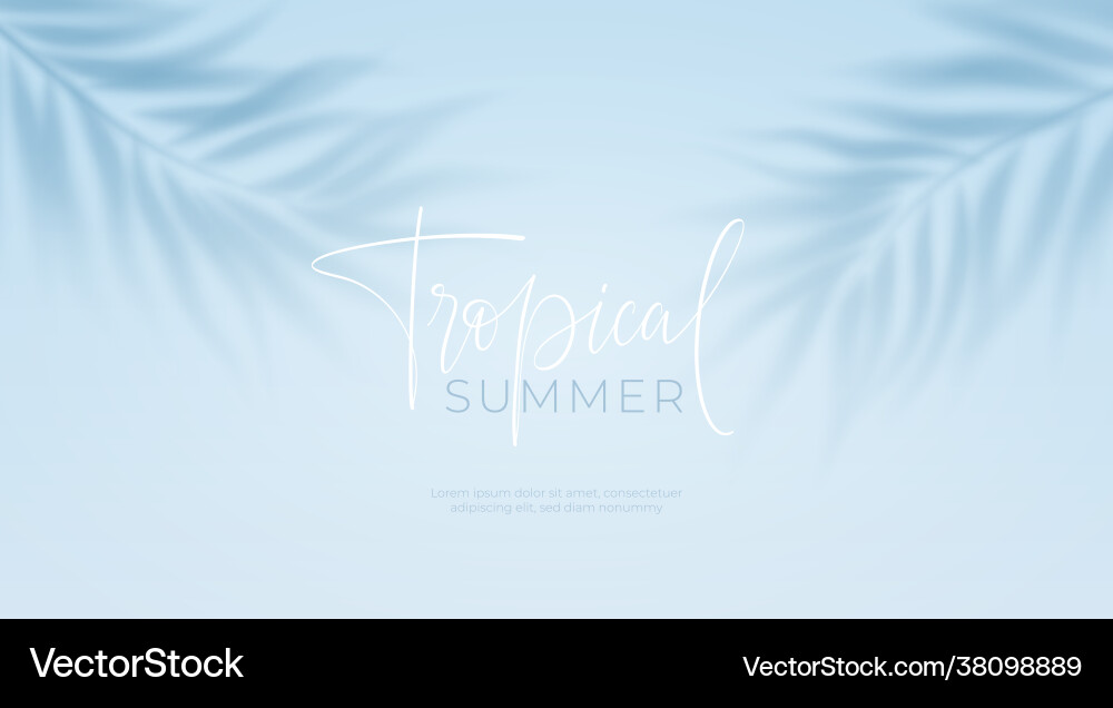 Realistic transparent shadow from a leaf palm Vector Image