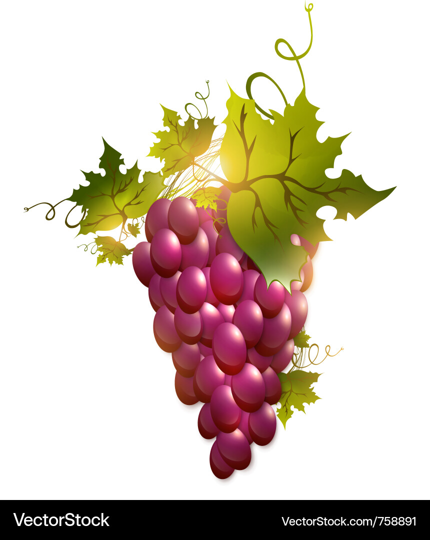 Cluster of Juicy Red Grapes vector image