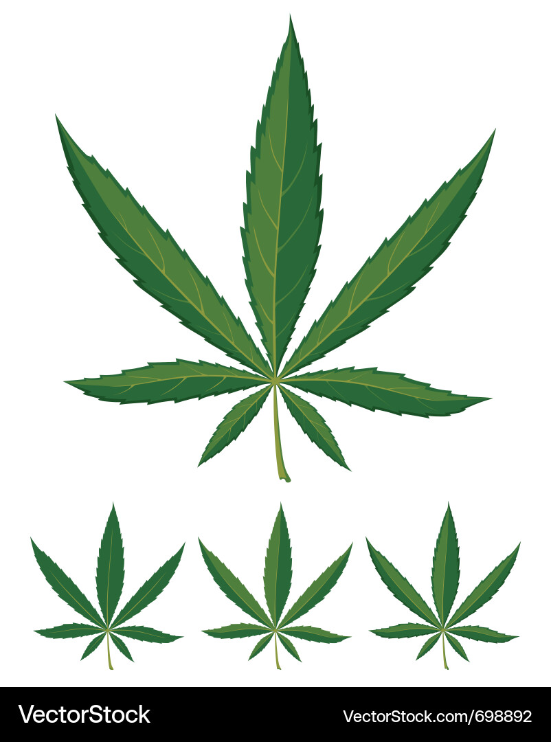 Cannabisblätter auf Weiß Vektorbild