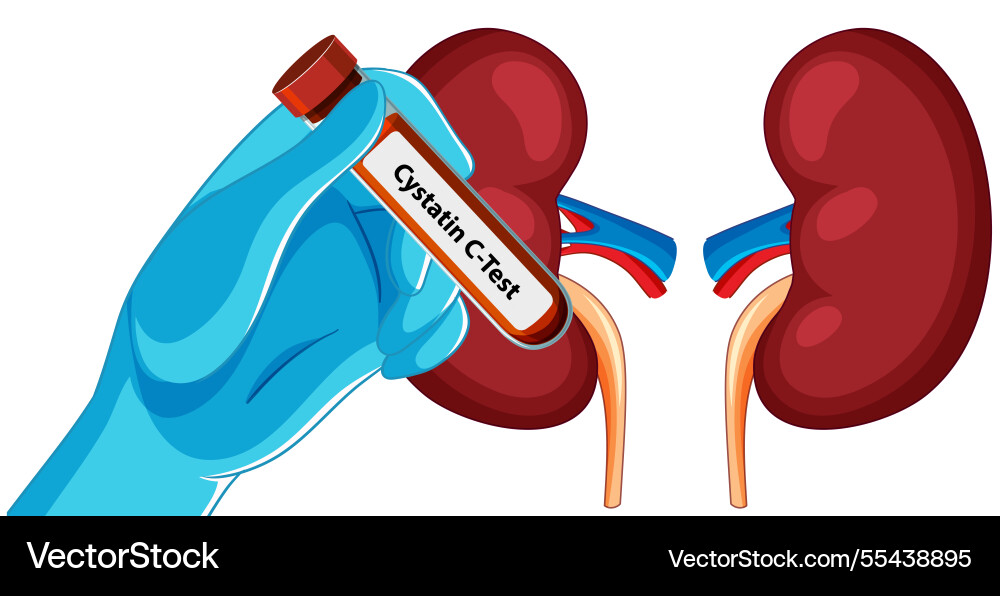 Kidneys and a blood test vial Kidneys and a blood test vial vector image