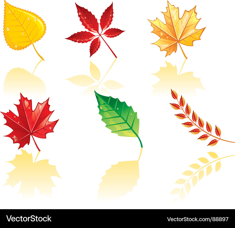 Leaf Vector Image