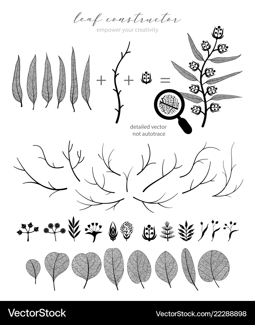 Große Sammlung von Zweig und Eukalyptus Große Sammlung von Zweig und Eukalyptus vektorbild