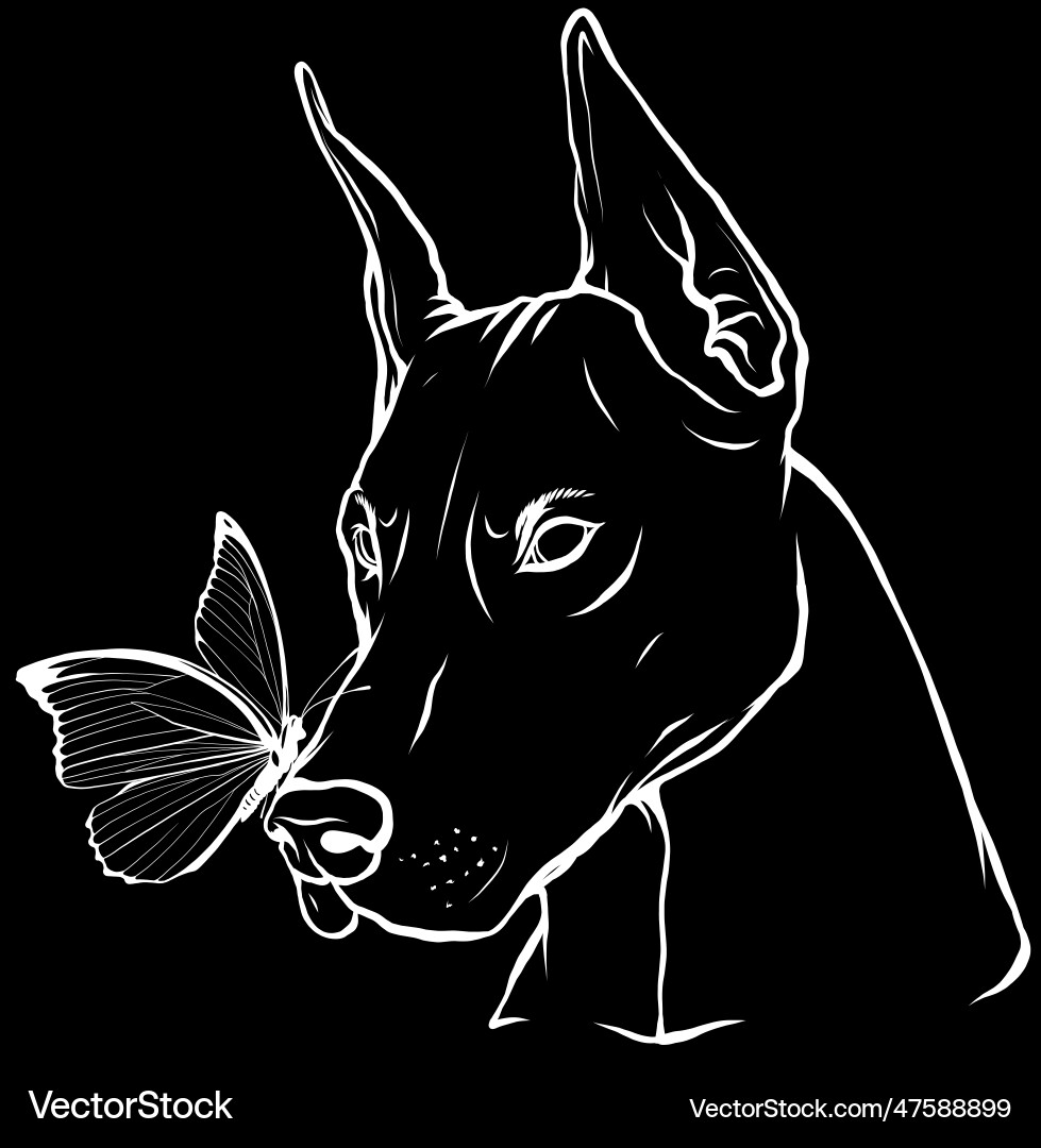 Weiße Silhouette von dobermann Hund Gesicht Weiße Silhouette von dobermann Hund Gesicht vektorbild