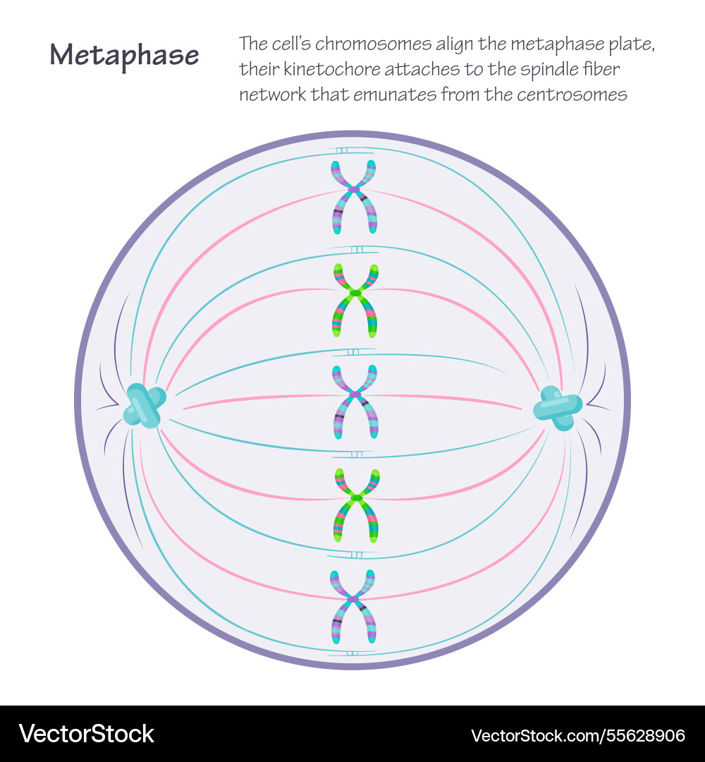 Metaphase the dividing cell during mitosis Vector Image