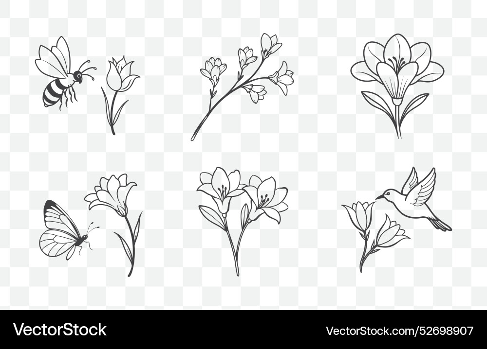 Print elegant freesia line art set vector image