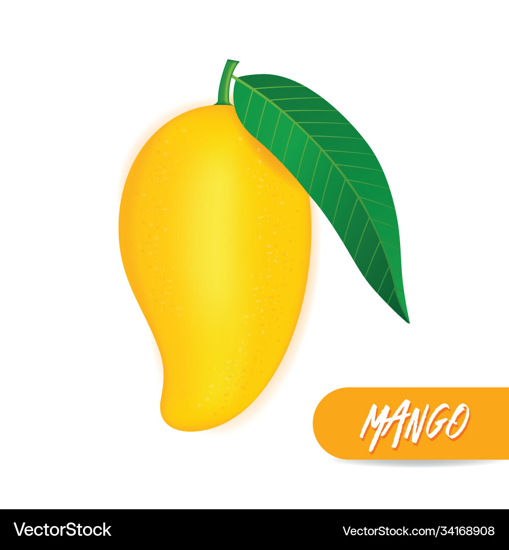 Mango fresh fruit graphic Royalty Free Vector Image