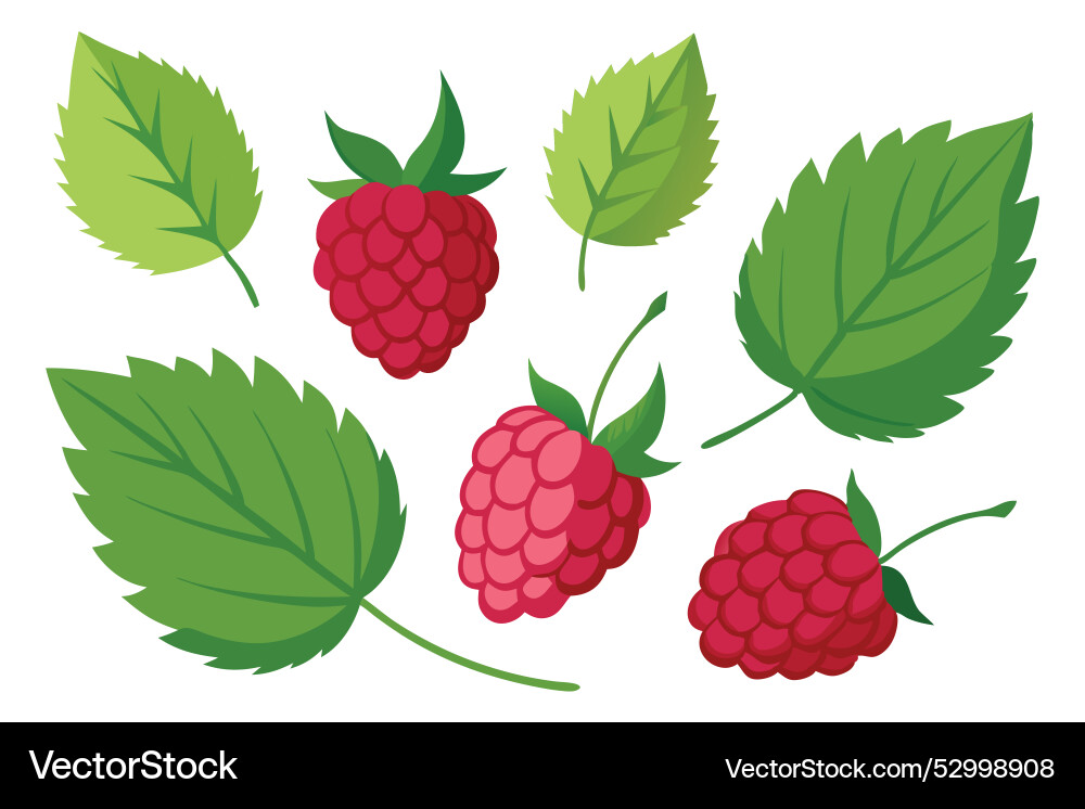 Raspberry with leaves set isolated flat on white Raspberry with leaves set isolated flat on white Vector Image