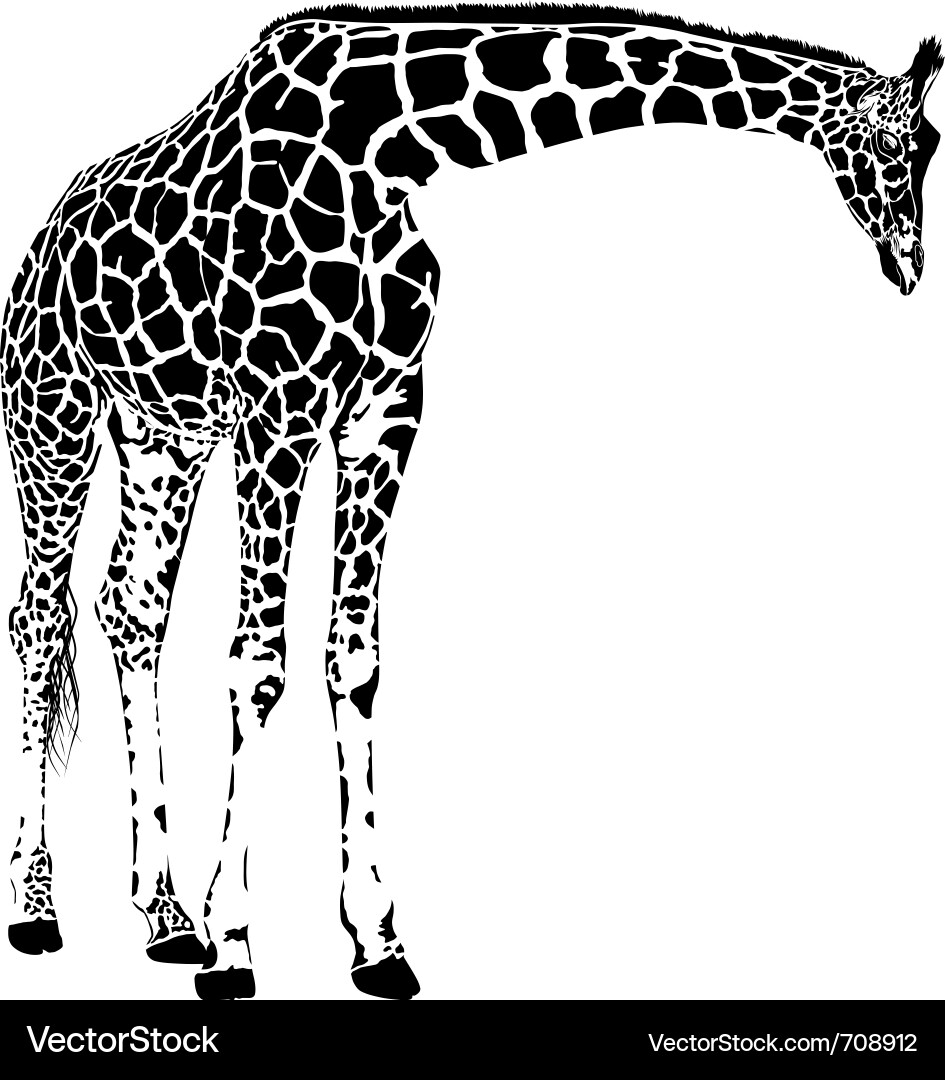 Giraffe Silhouette Vector Image