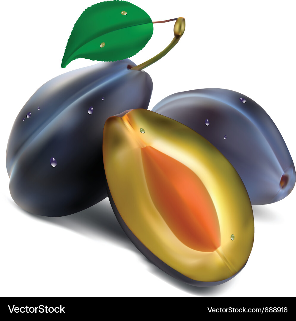 Ripe Plums with Green Leaves Vector Image