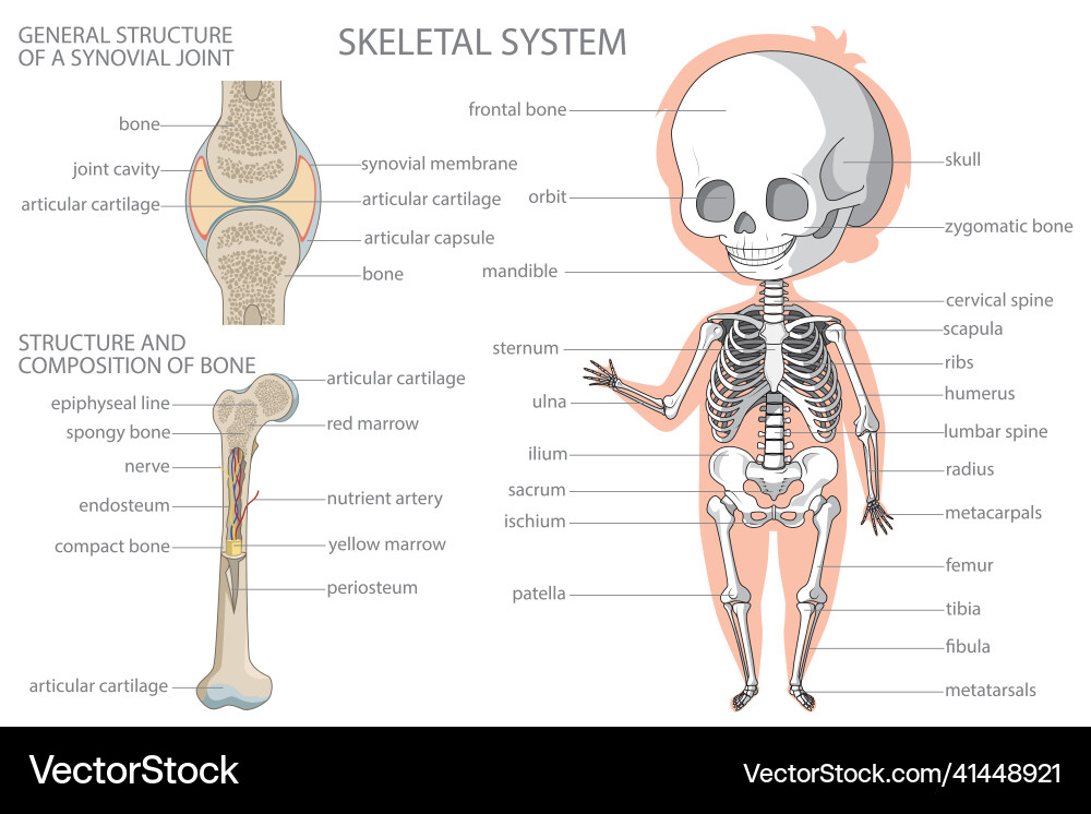 Skeletal system biology education banner vector image