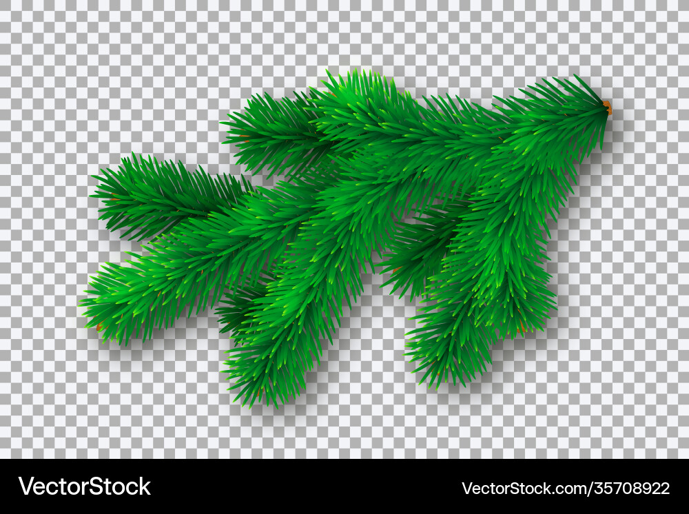 Fir branch with shadow and light on transparent Vector Image