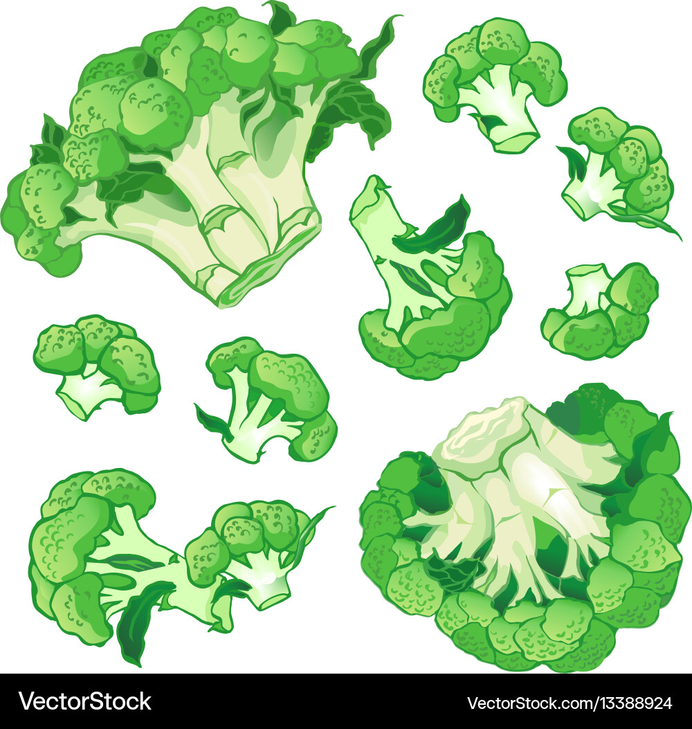 Broccoli Floret Pattern Background vector image