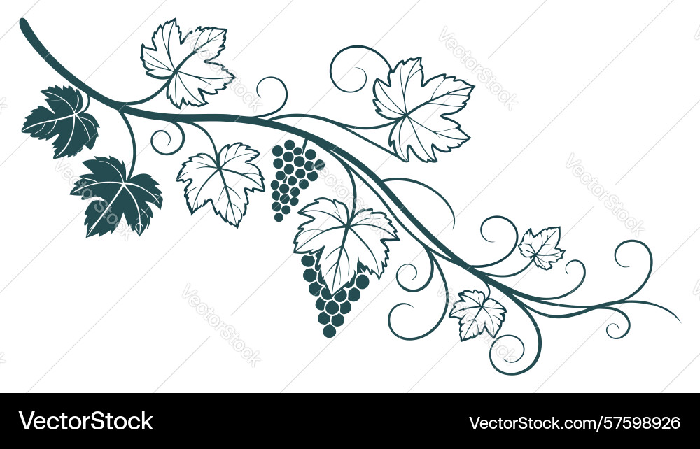 Dark grapevine scroll elegant botanical motif Vector Image