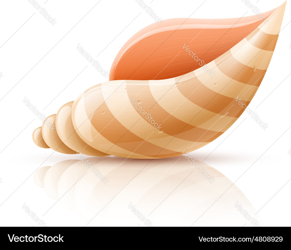 Isolated Seashell - Colorful Shell vector image