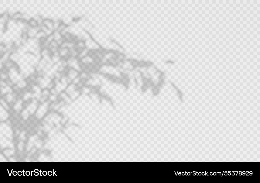 Shadow overlay from a tree branch isolated Shadow overlay from a tree branch isolated vector image