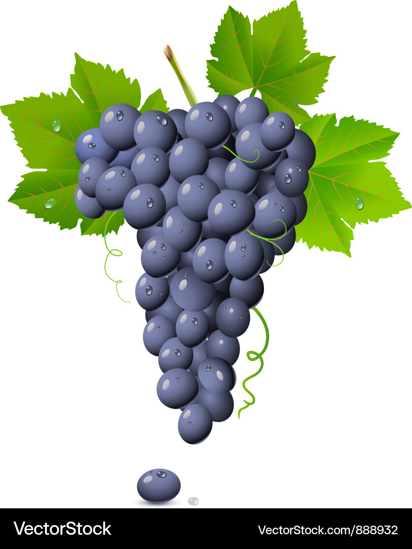 Ripe Grapes Cluster Vector Image