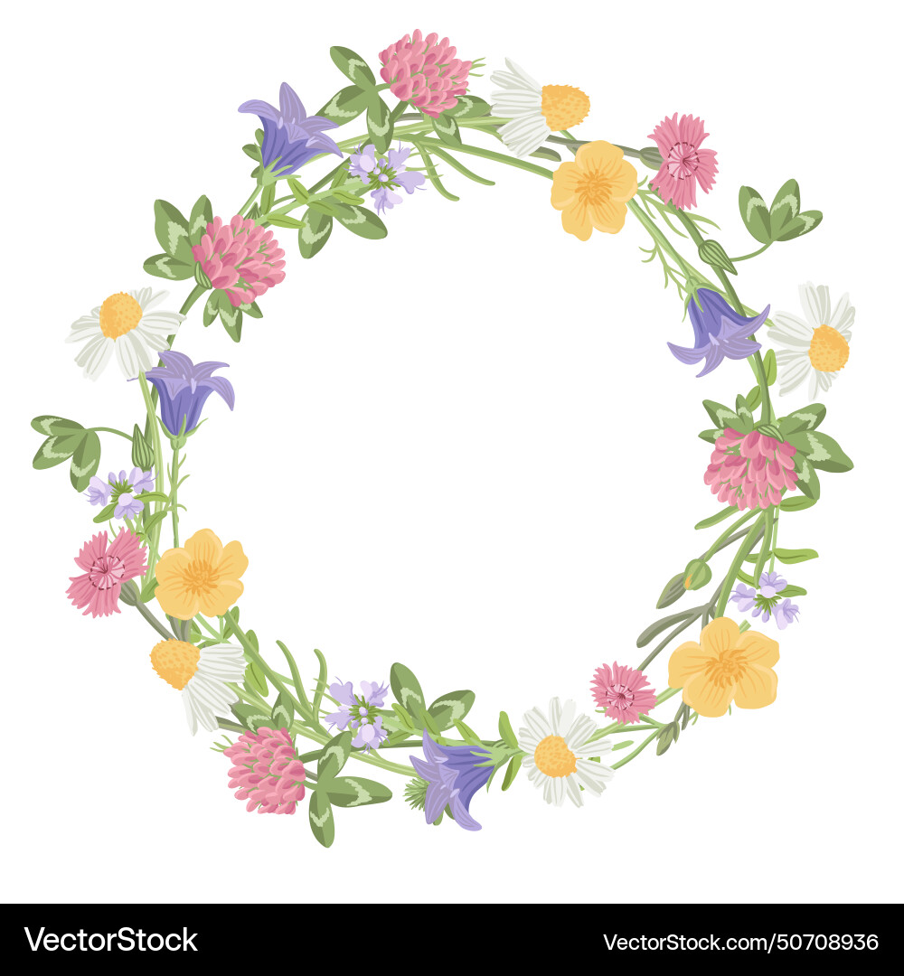 Drawing wild flowers camomile Drawing wild flowers camomile vector image