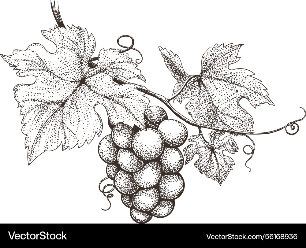 Grapes branch etching Grapes branch etching Vector Image