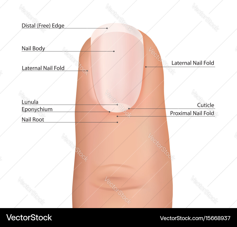 Human Nail Anatomy Finger Illustration Vector Image