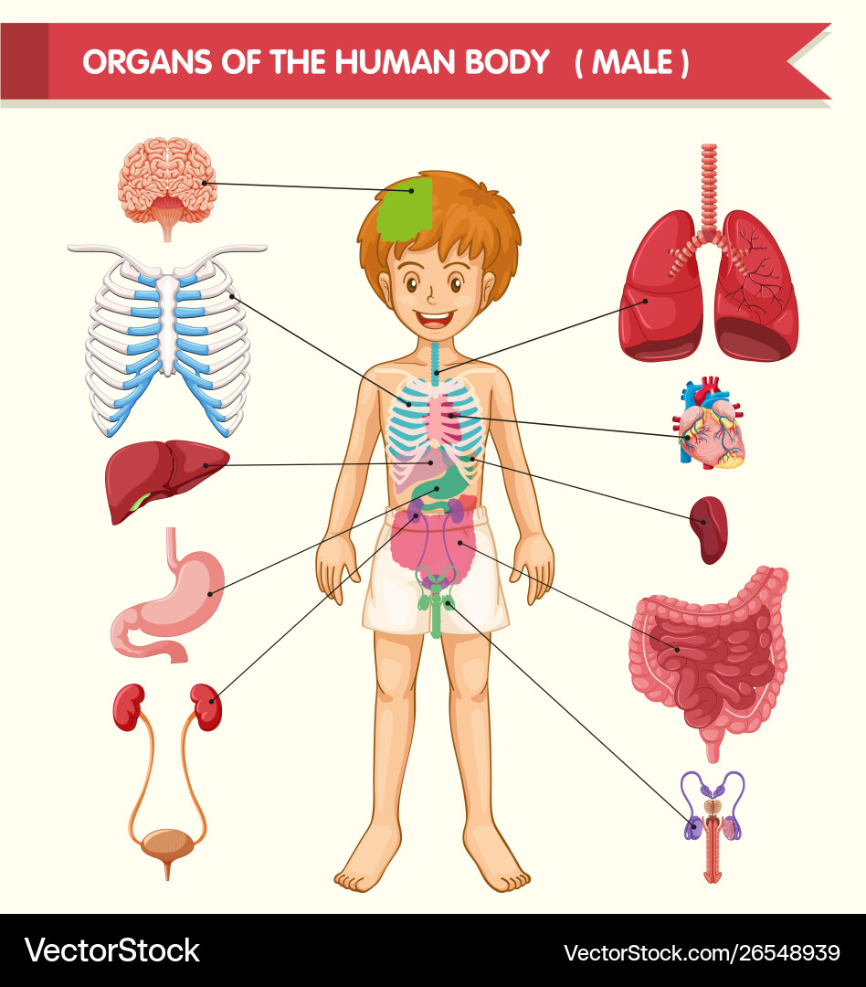 Scientific medical human body organs vector image