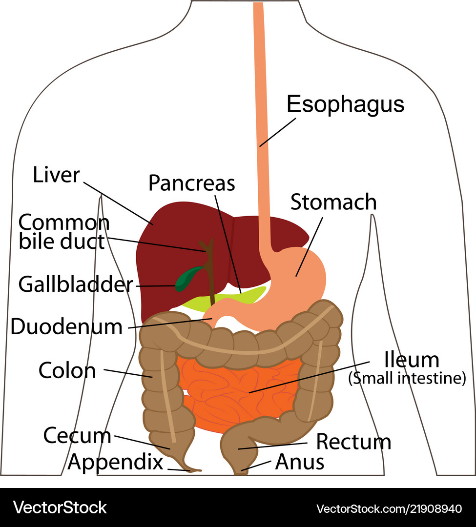 Digestive System Anatomy Chart – Royalty-Free Vector | VectorStock