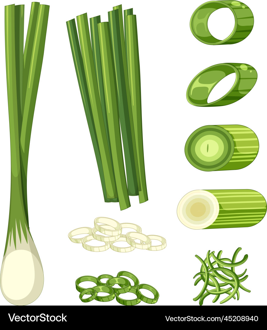 Spring onion in different forms Vector Image