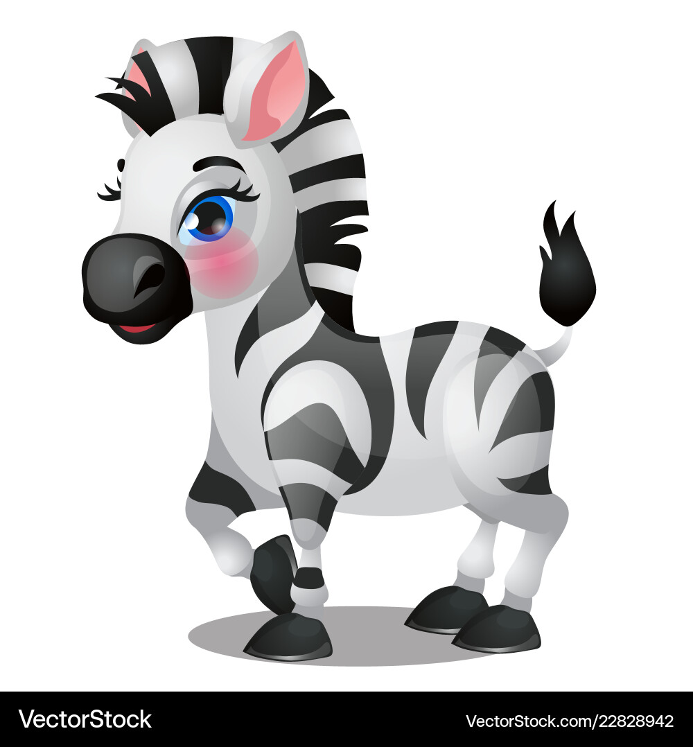 Cute baby zebra isolated on white background Cute baby zebra isolated on white background vector image