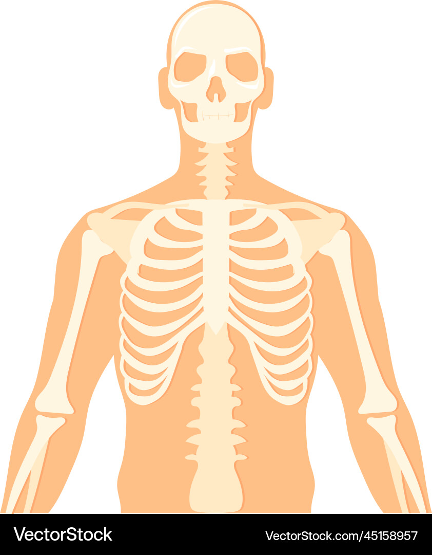 Upper body structure human skeleton anatomy Upper body structure human skeleton anatomy vector image