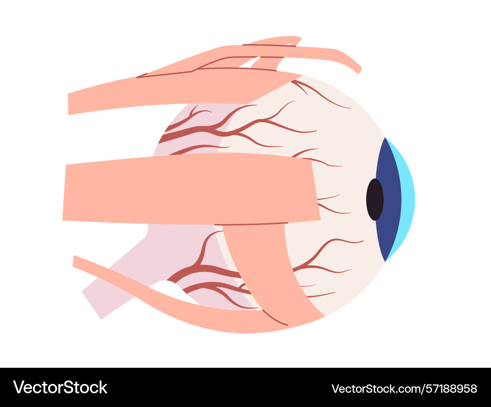 Eye external anatomy with muscles and structures vector image