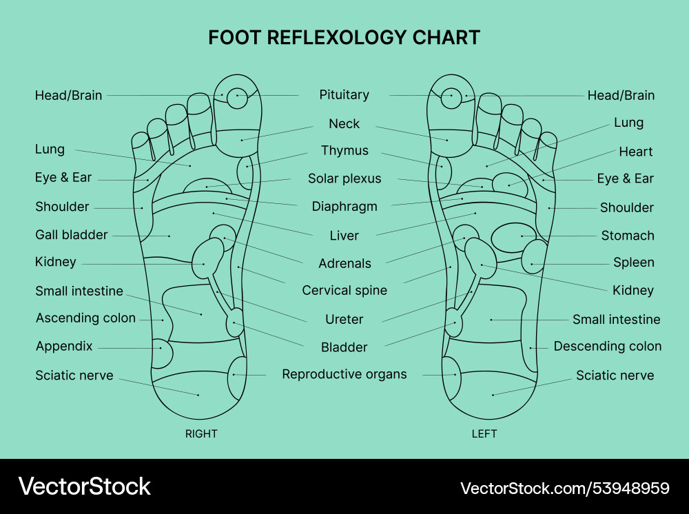 foot-reflexology-chart-royalty-free-vector-image for Free Printable Hand Reflexology Chart Foot reflexology chart Royalty Free Vector Image for Free Printable Hand Reflexology Chart