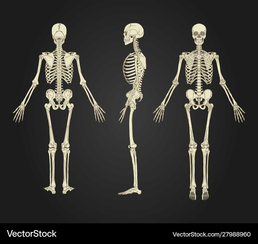 Detailed Human Skeleton Anatomy Vector Image