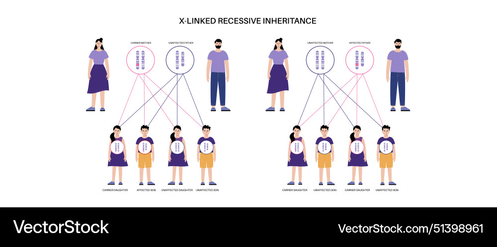 X linked recessive inheritance X linked recessive inheritance vector image