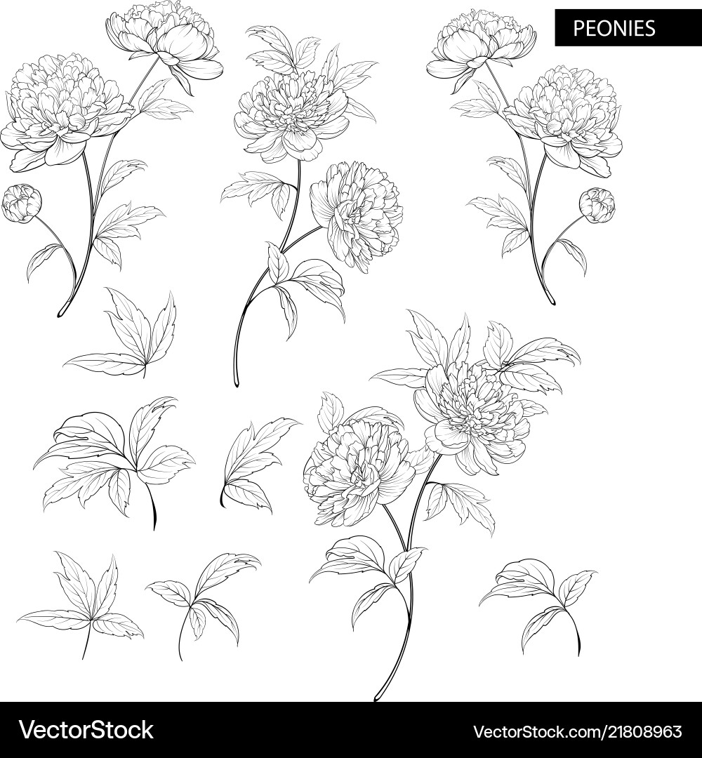 Set of peony flowers elements botanical vector image