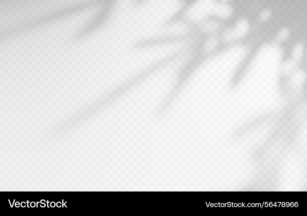 Shadow overlay from a tree branch isolated Shadow overlay from a tree branch isolated vector image