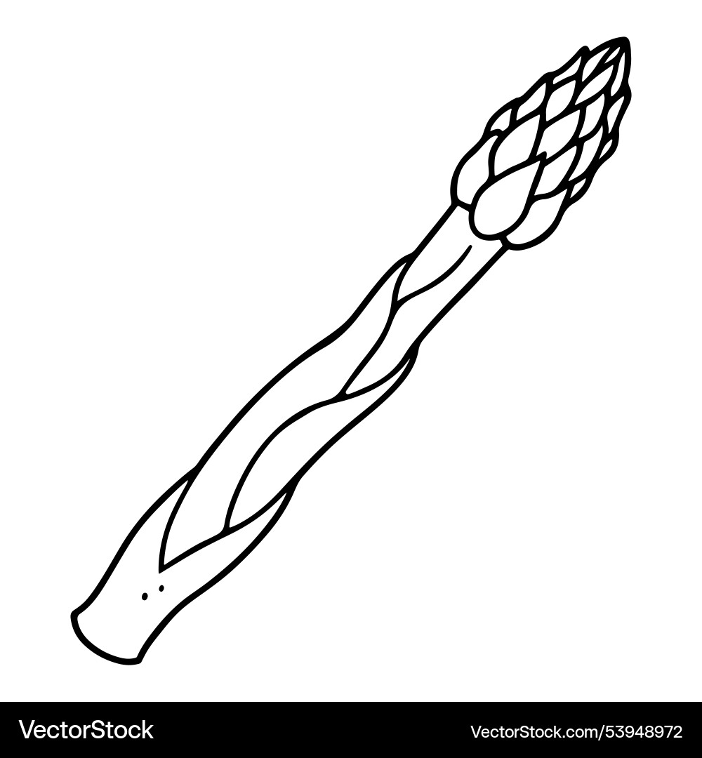 Dynamic asparagus with line art Vector Image