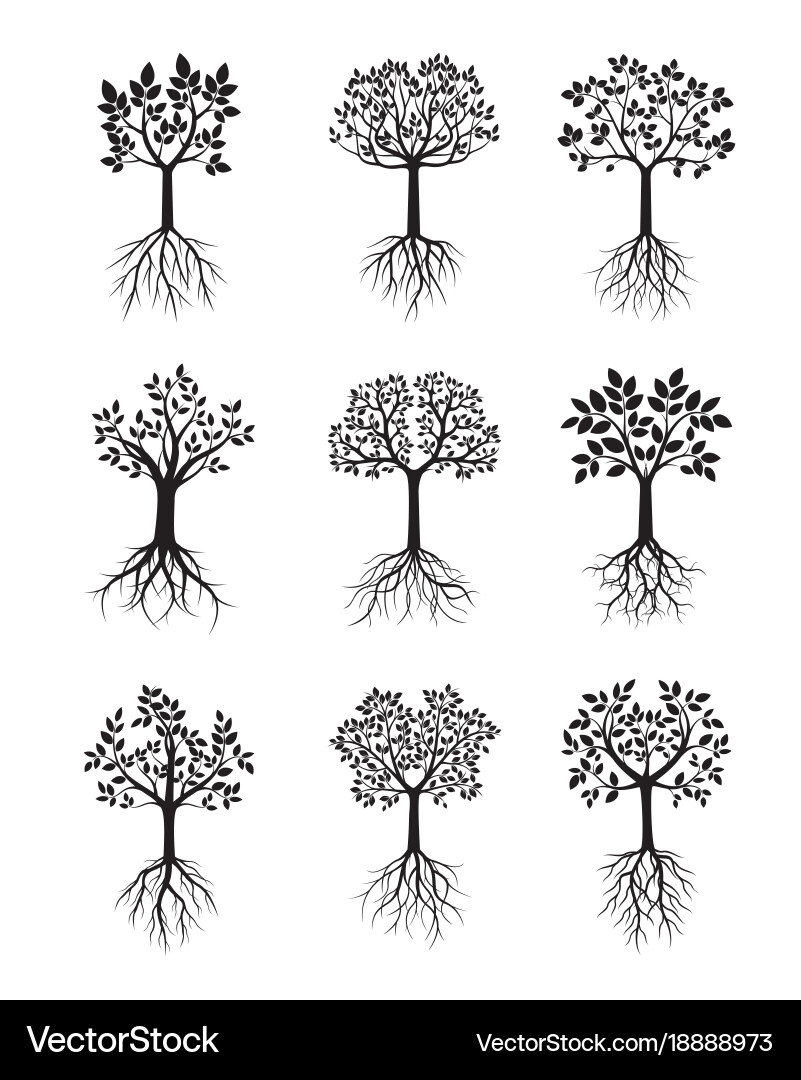 Set black trees with roots vector image