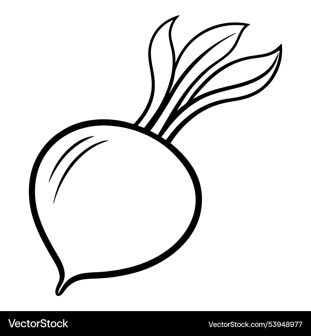 Dynamic beet with line art Vector Image
